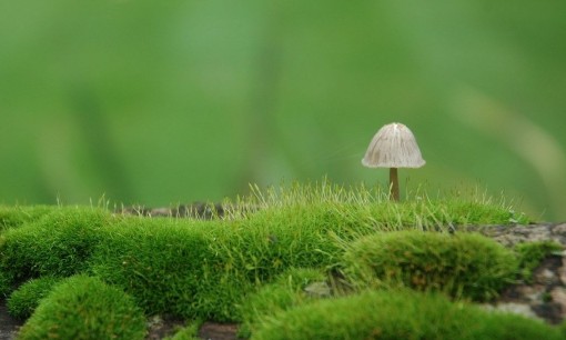 空氣負離子:來個健康“森”呼吸